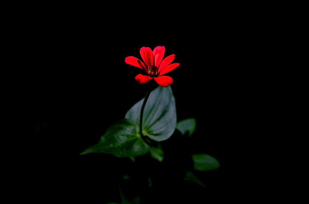 Beauty In The Darkness