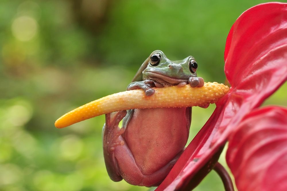 Frog & Flower