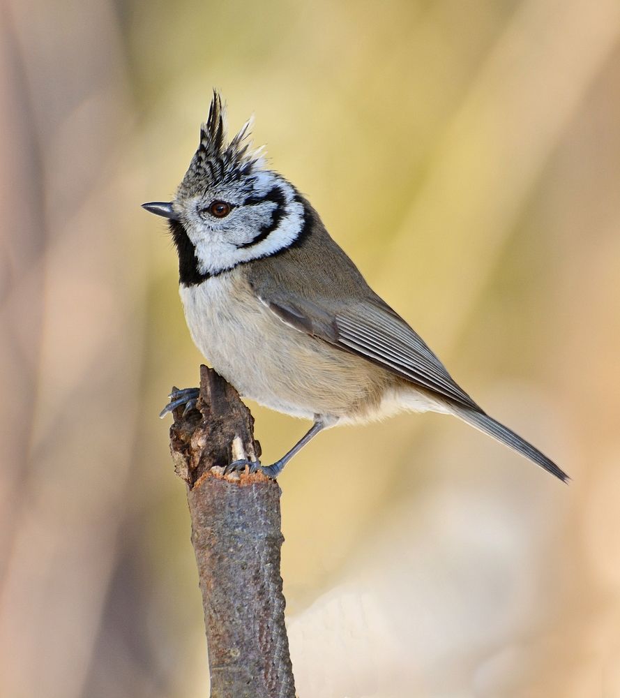 Гренадёрка