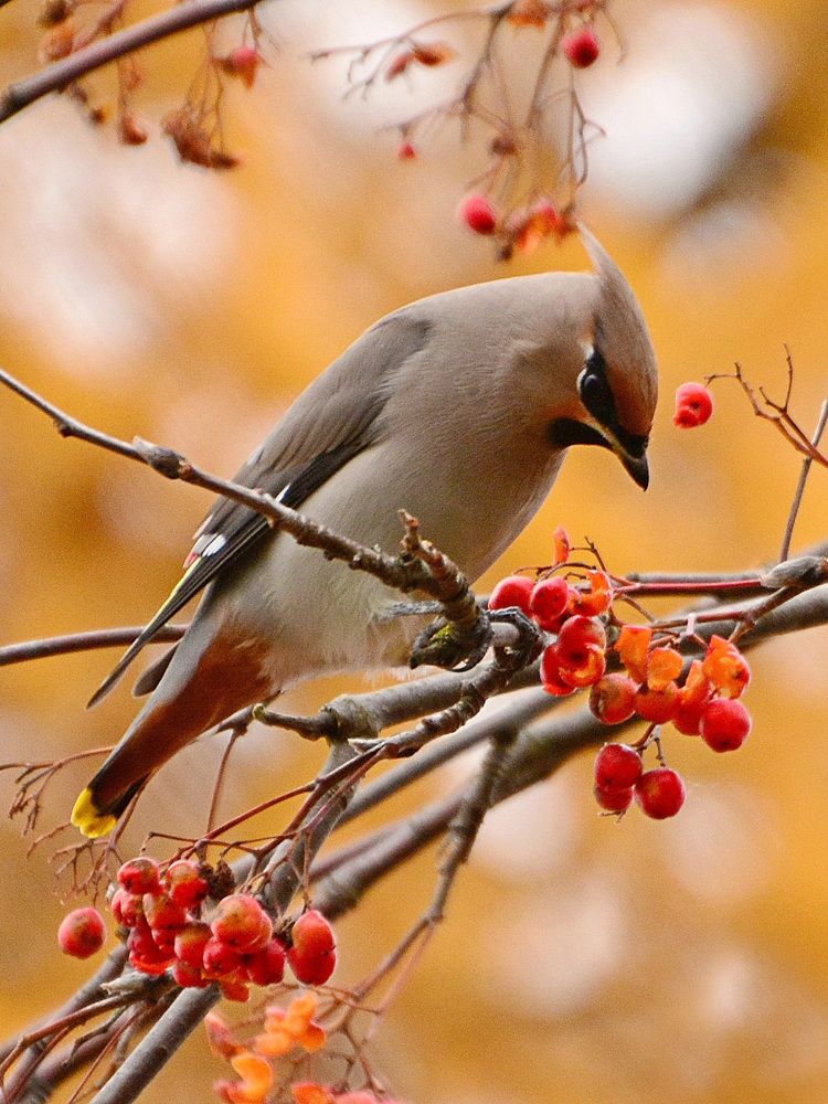 Осенний этюд