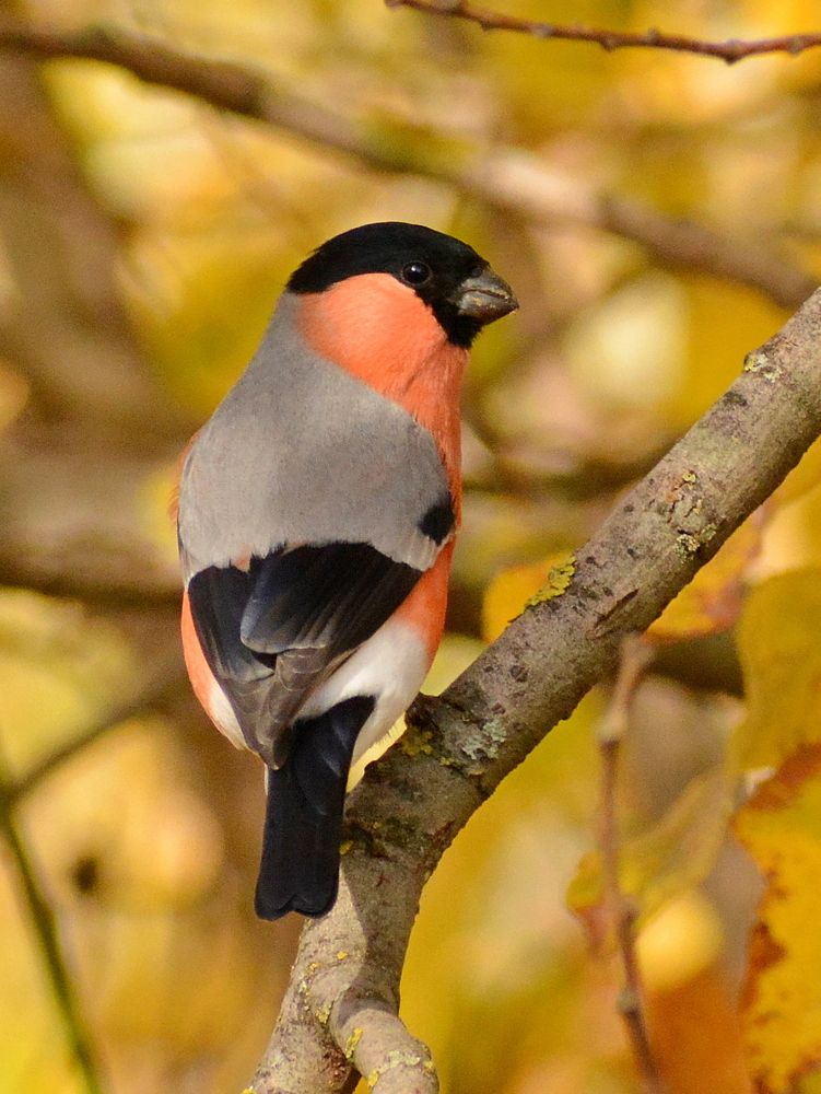 Осенний снегирь
