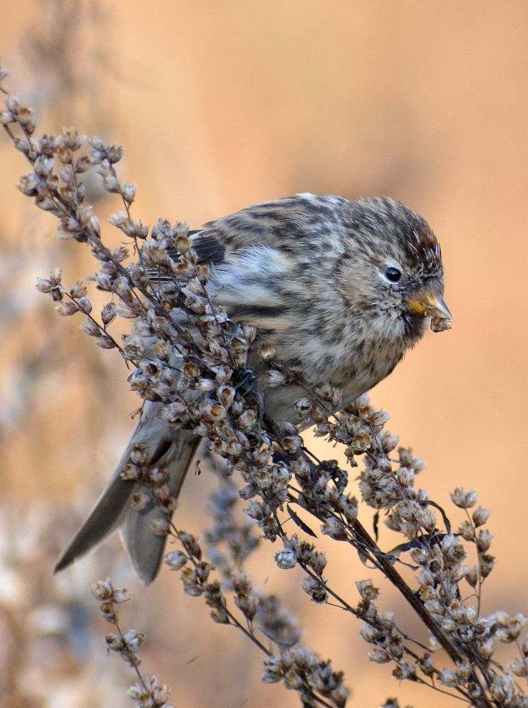 Завтрак чечётки