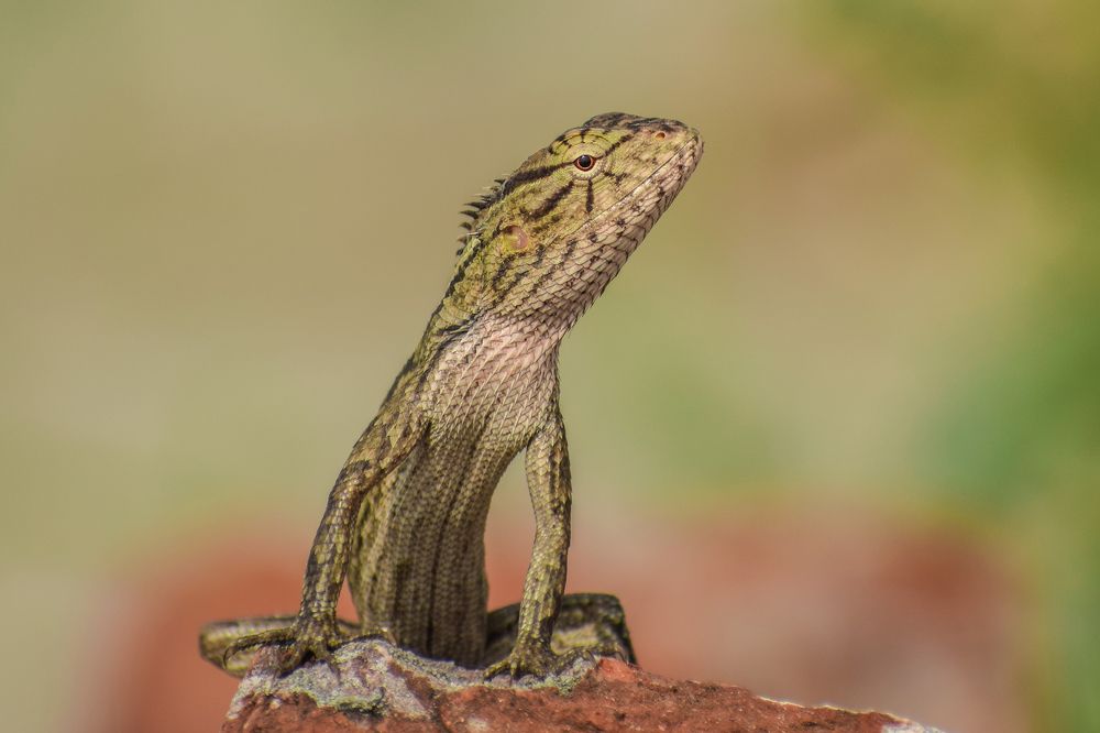 oriental garden lizard