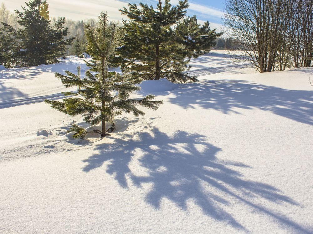 Нарисовалась