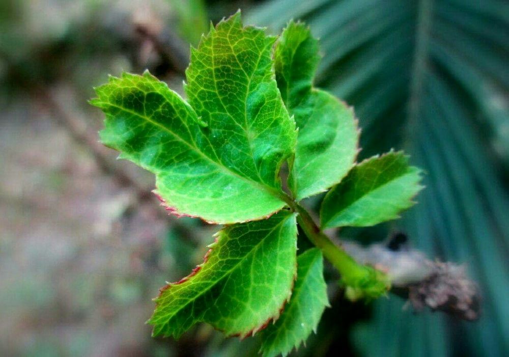 Nature creation