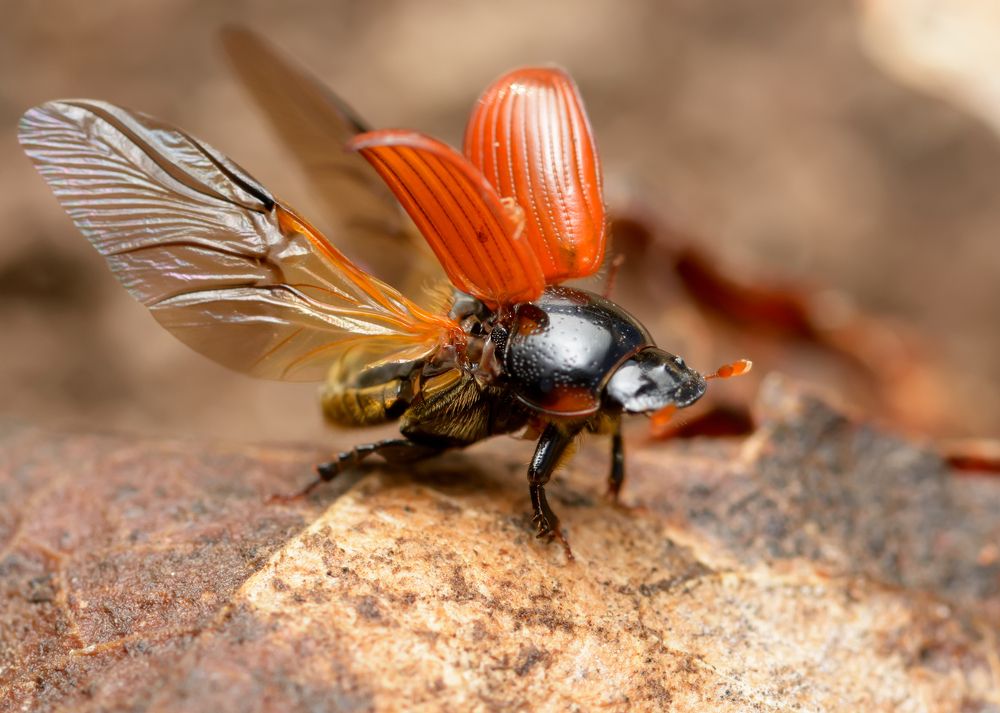 Купили навоз?! Тогда мы летим к вам!