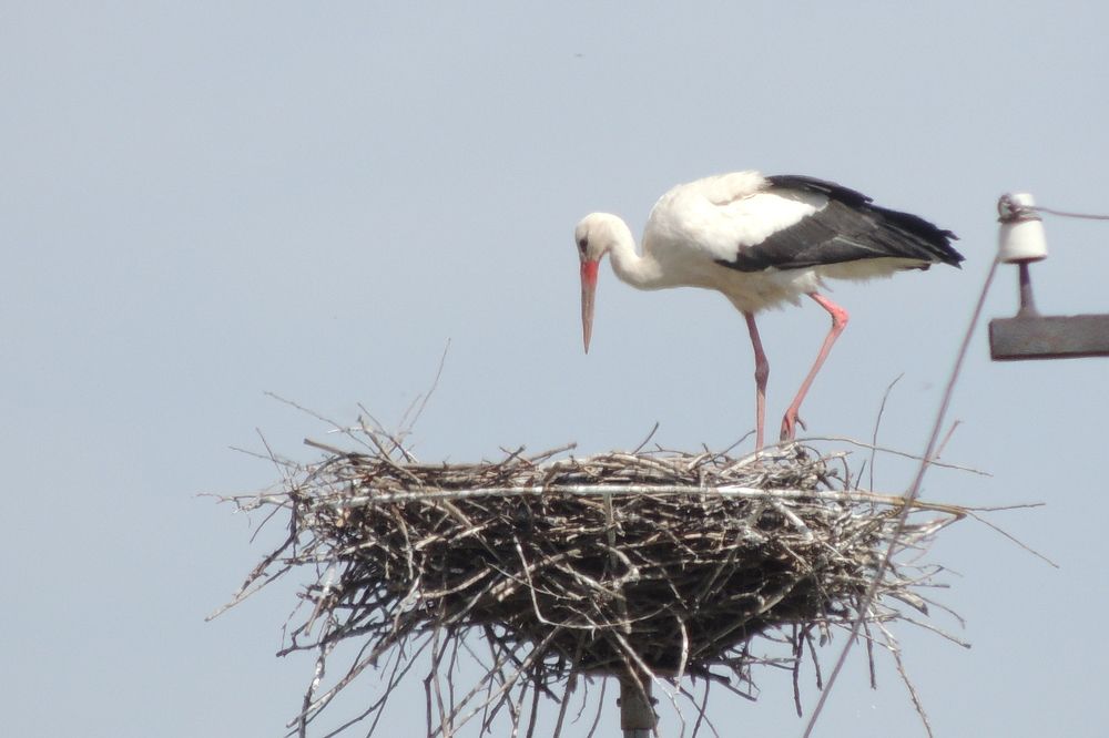 Аист на гнезде