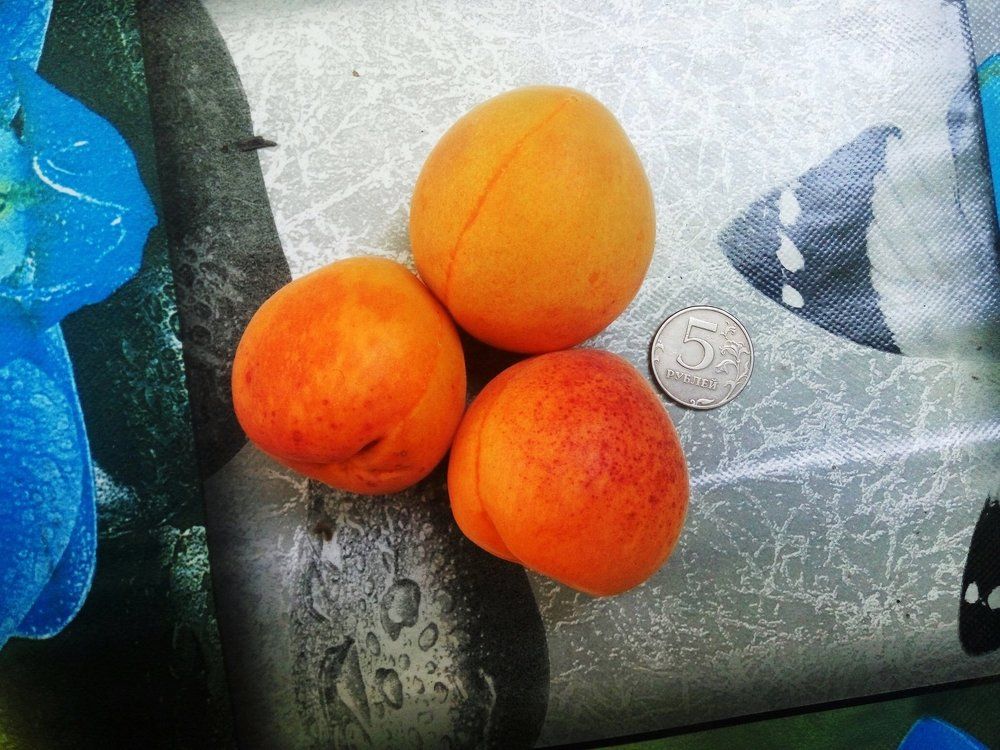 apricots абрикосы