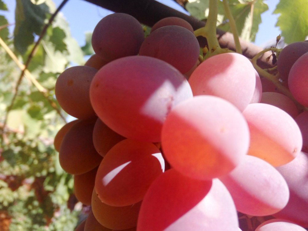 grape variety chieftain виноград сорт атаман