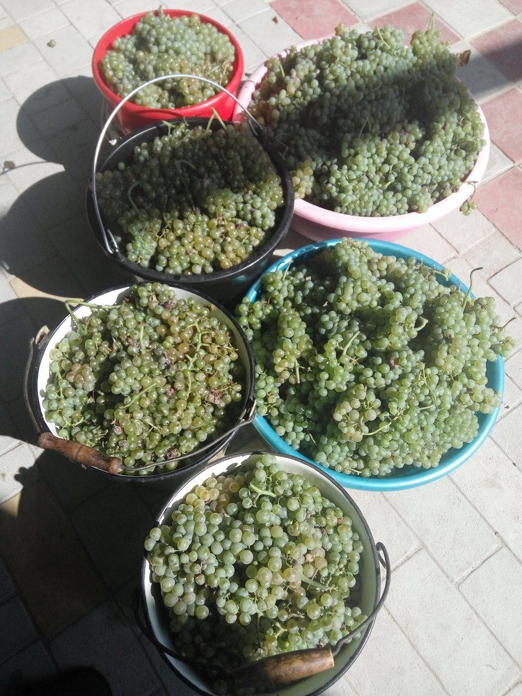 future wine будущее вино