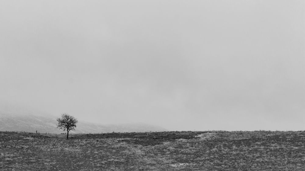 A lonely tree in a misty and rainy day