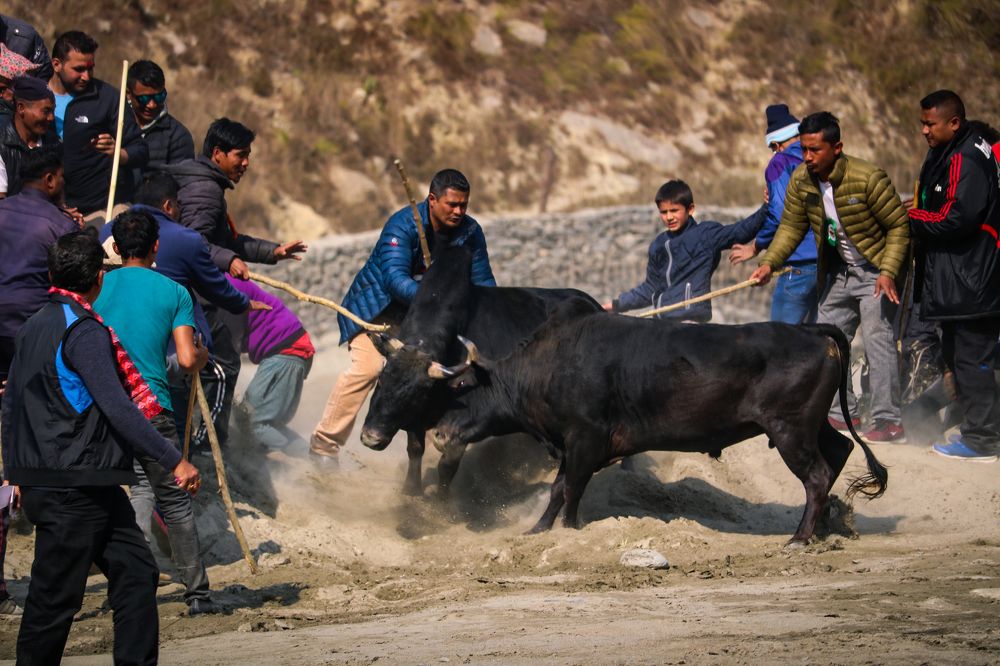 Bull Fight