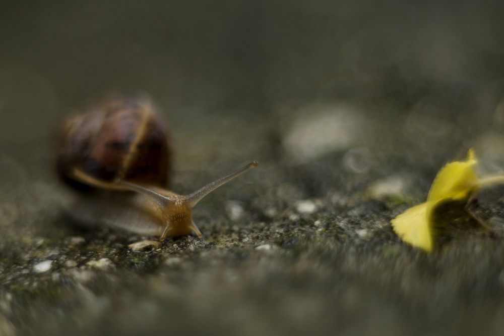 По дорожке лезут рожки