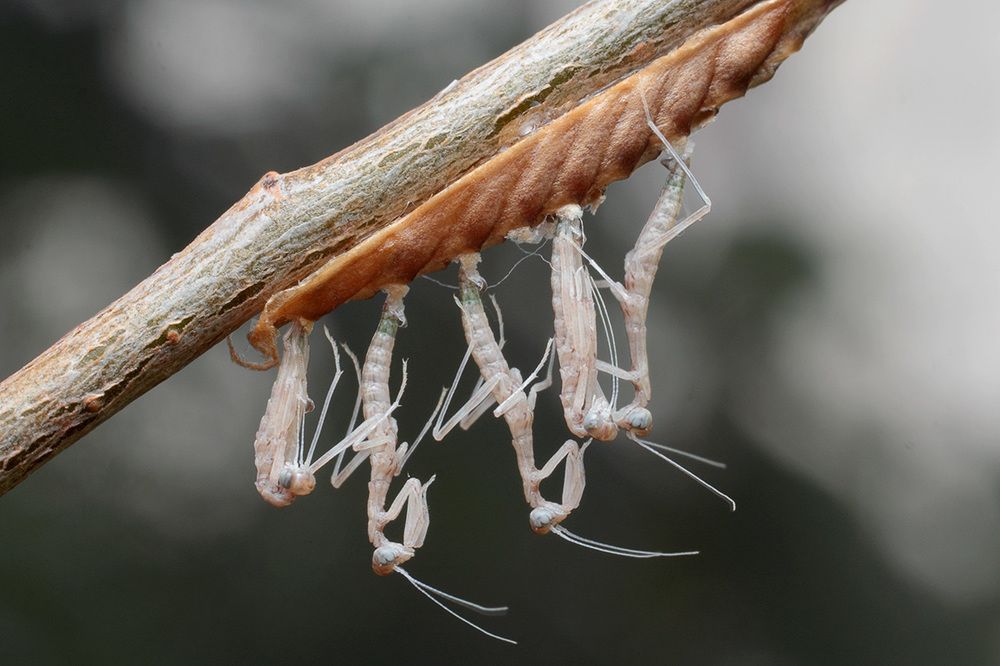 Рождение чужих