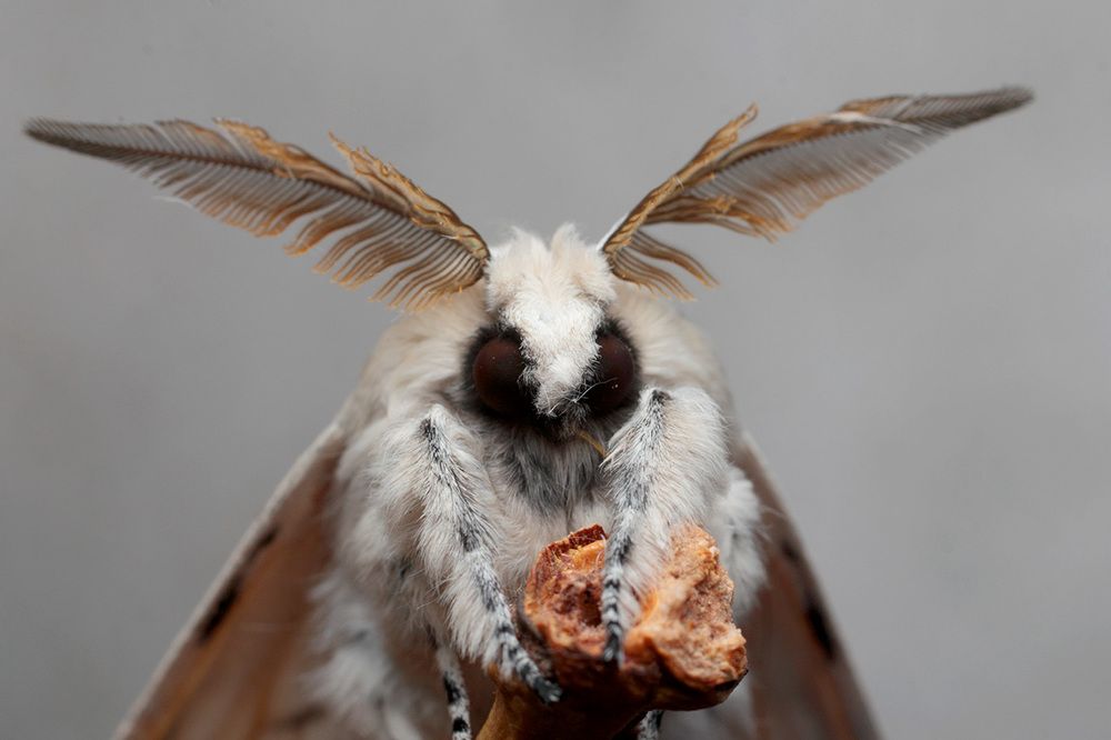 Мастер Йода