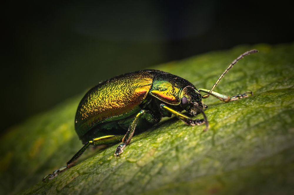 Цвет настроения - зеленый.