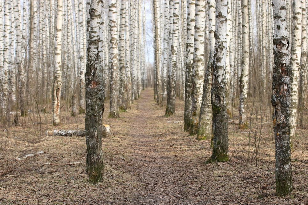 Весенний березняк