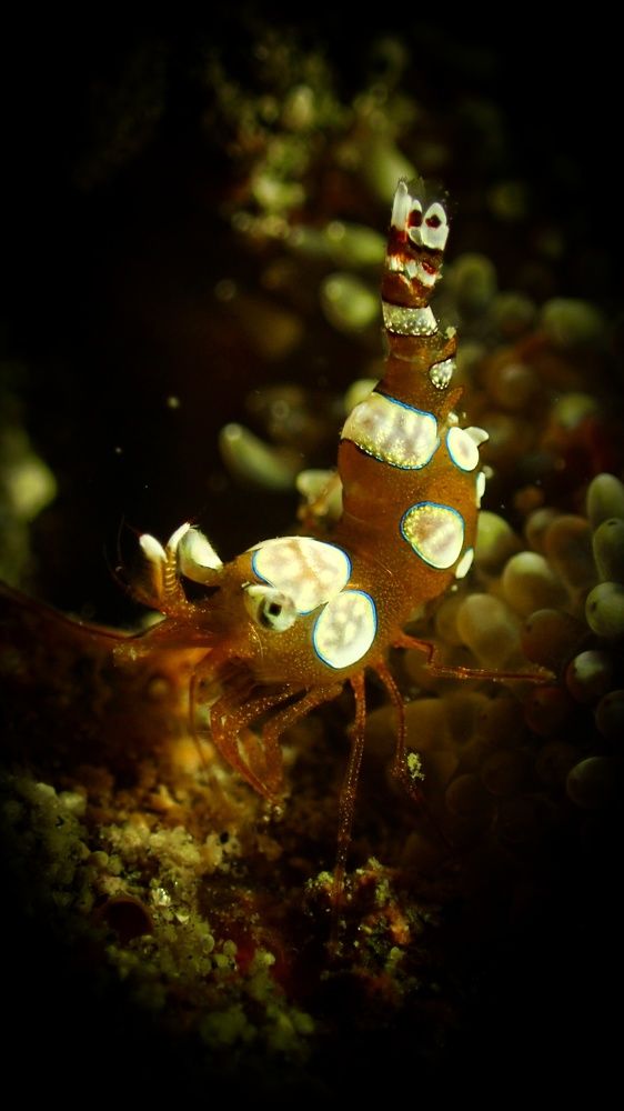 Sexy Shrimp / Squat Shrimp