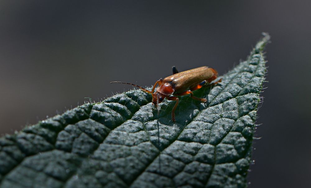 Ночной дилижанс