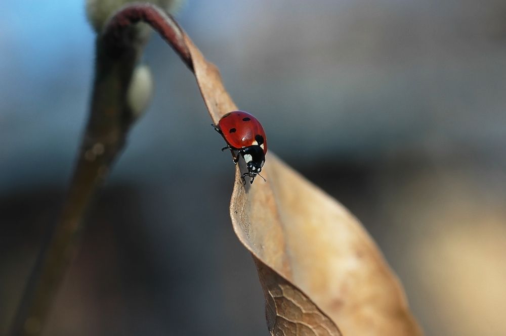 Мост над Океаном