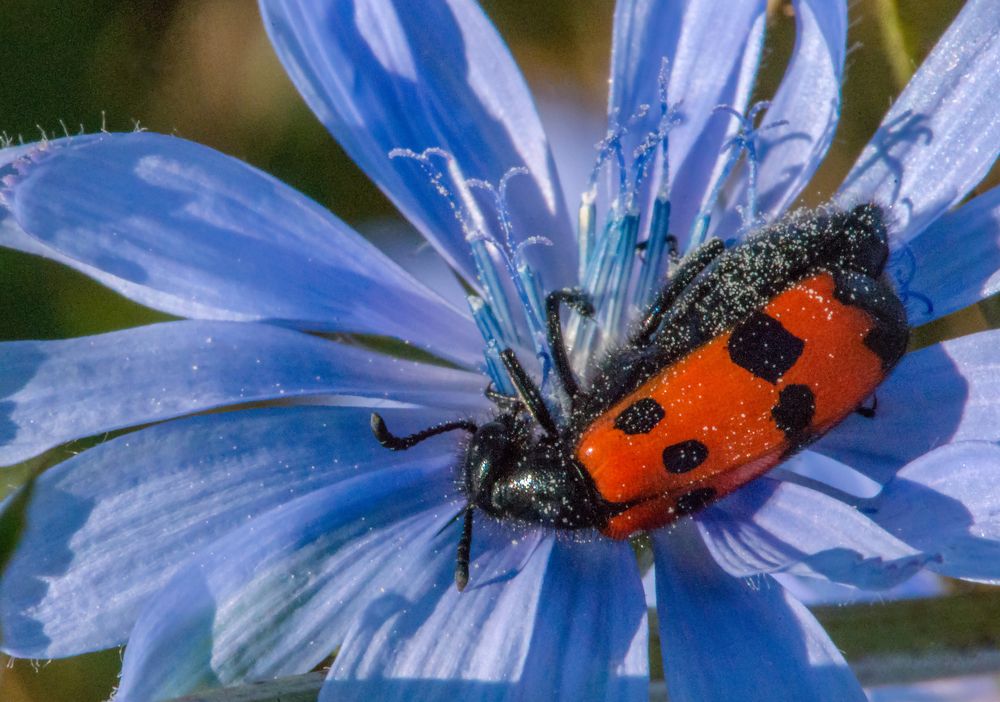 Цветочек,ты меня щекочешь