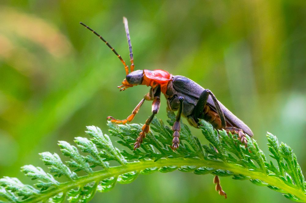 Жук Пожарник.