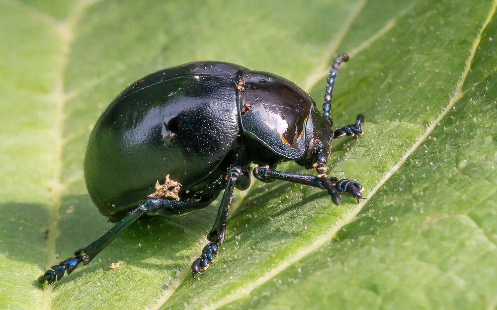 Жук листоед.