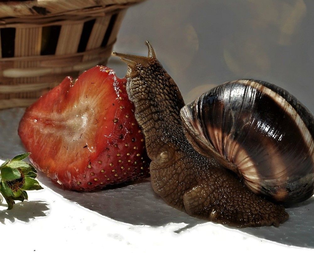 Сладкоежка..