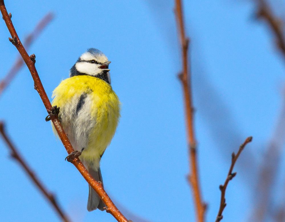 Весенняя песня лазоревки