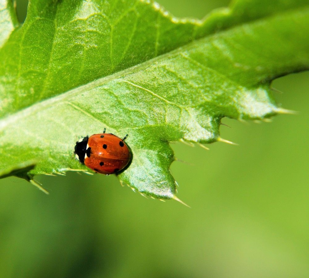 божья коровка