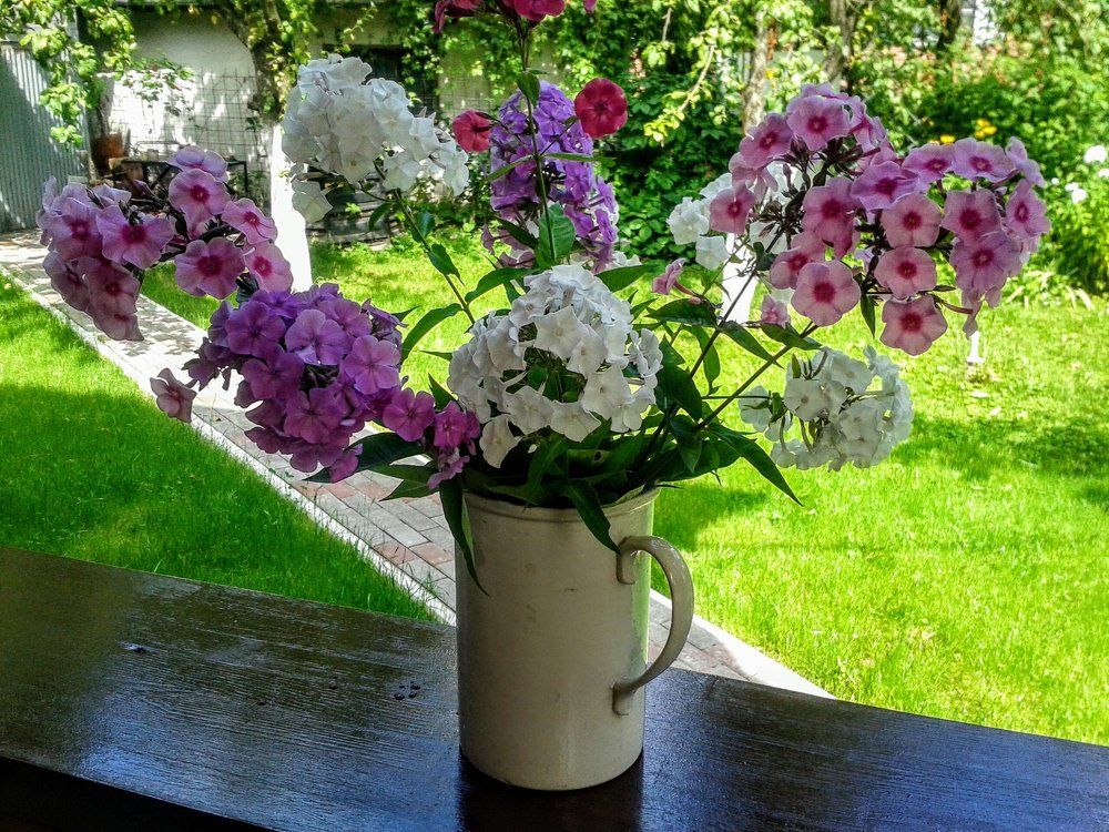 Любимые флоксы...