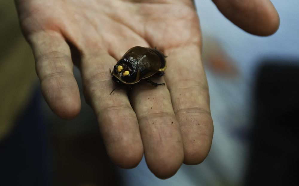 ТАРАКАН-АВТОМОБИЛЬЧИК