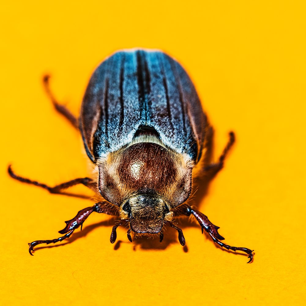 Майский жук