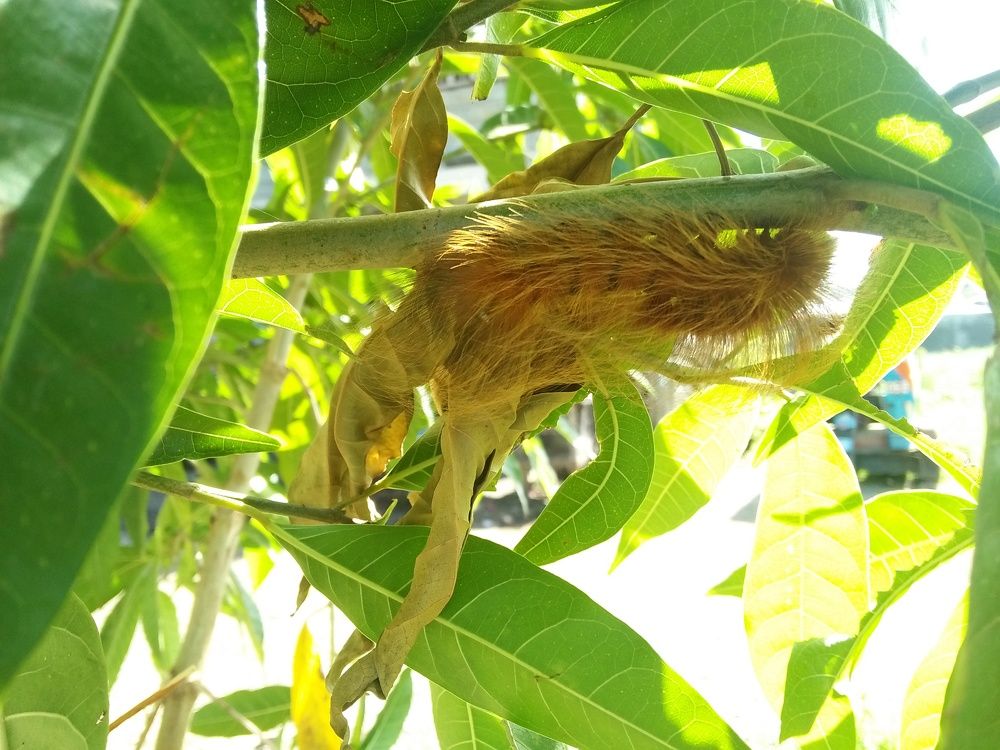 Hairy Caterpillar