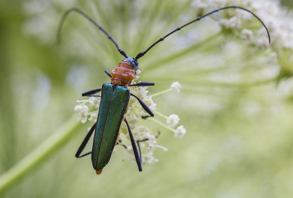 Усач в зеленом мундире
