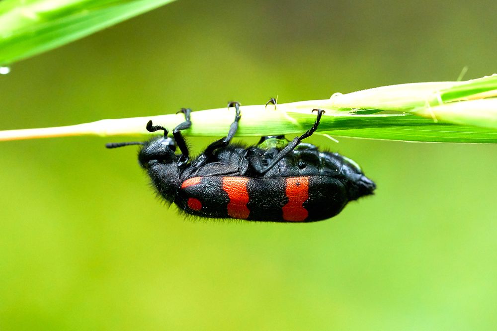 BLISTER BEETLE