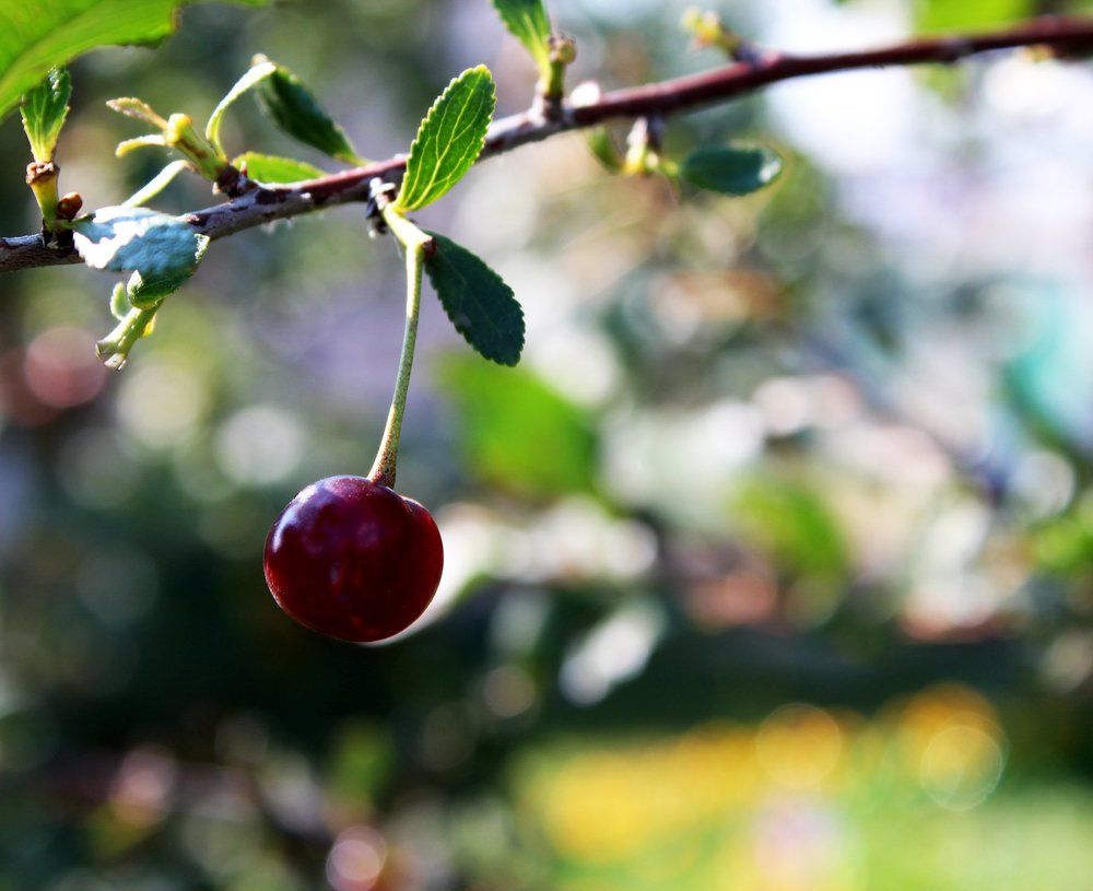 Кусочек лета