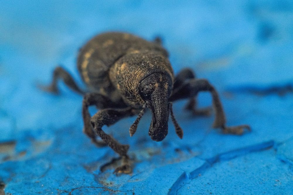 Долгоносик