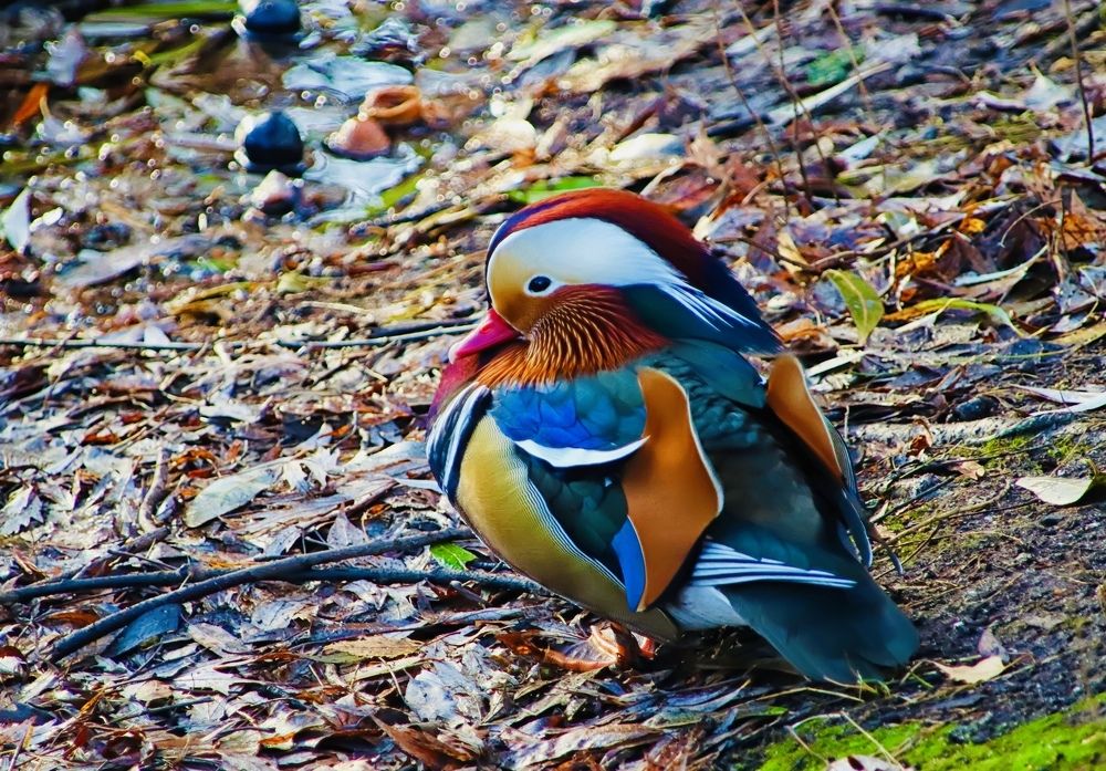 Mandarin duck