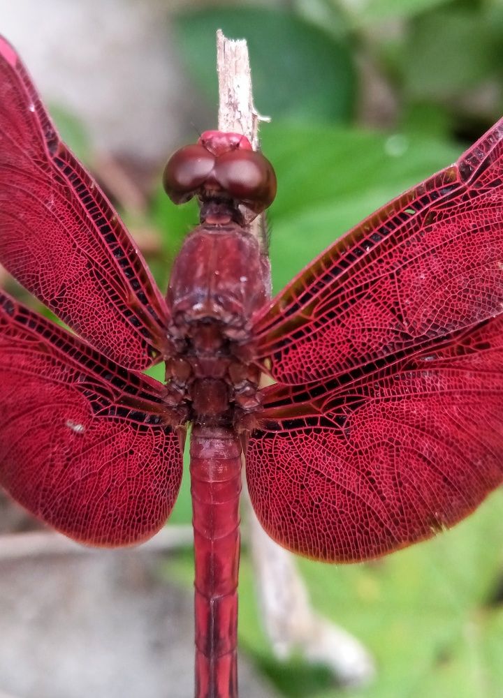 red dragonfly