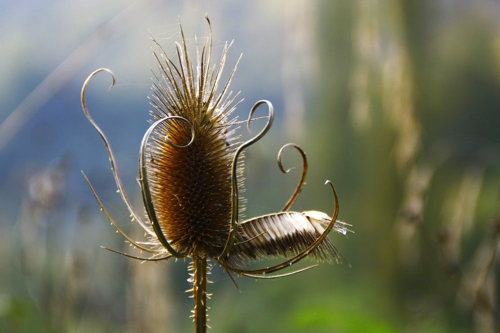 Dry thistle