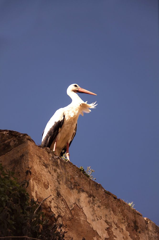 Дневной дозор