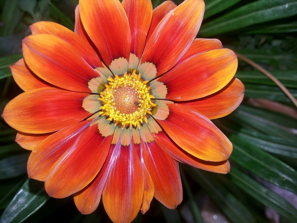 Detailing The Beauty