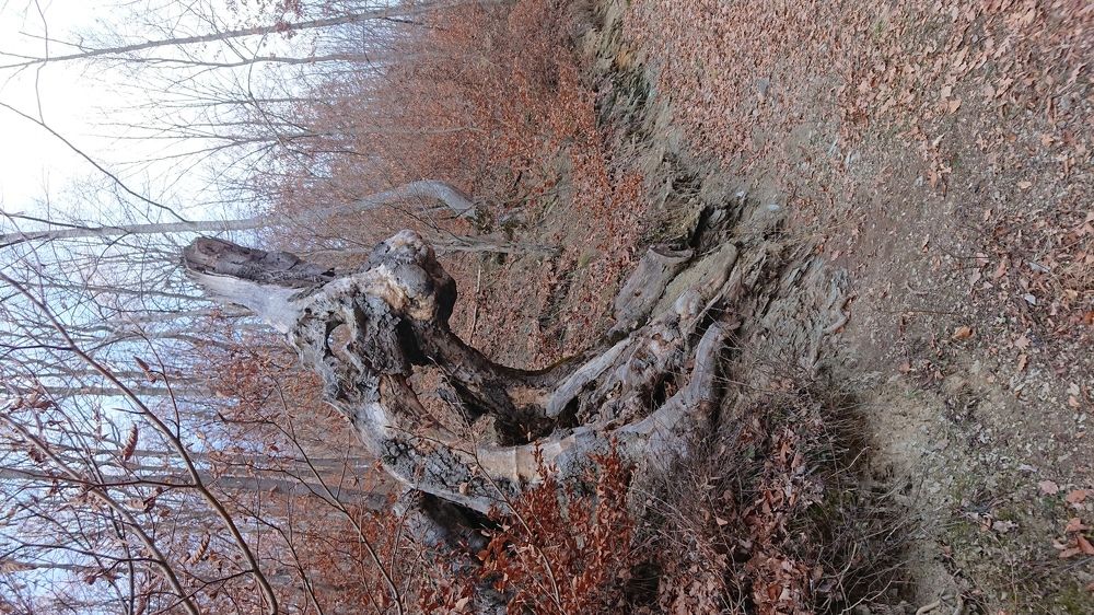 Wood