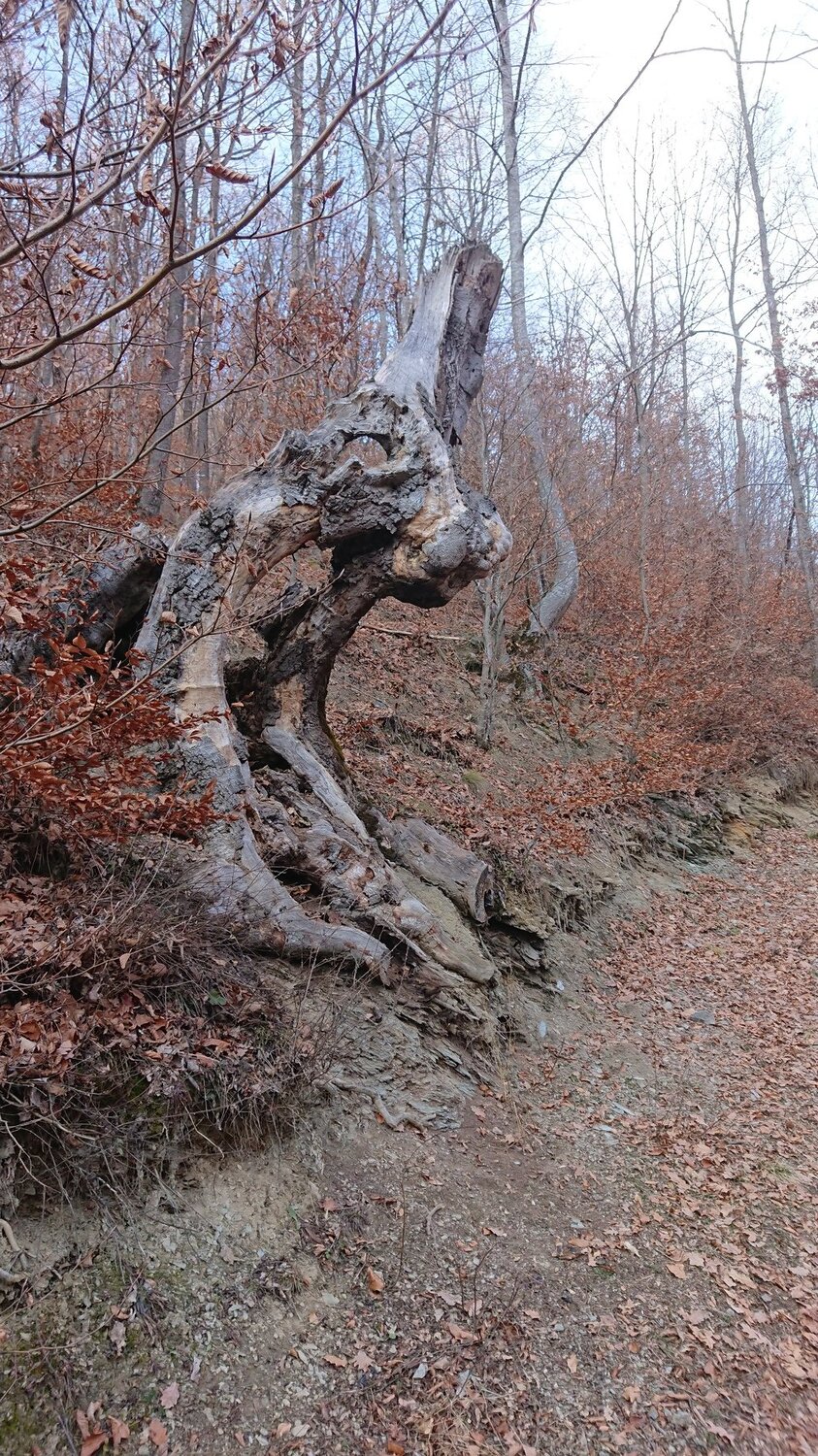 Wood