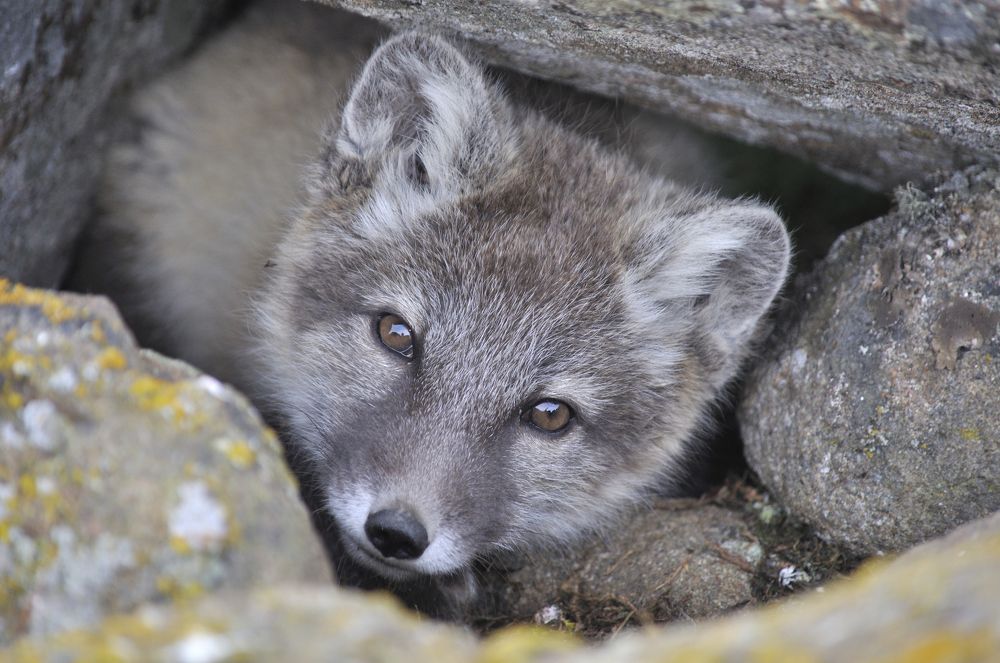 Кто тут у нас?