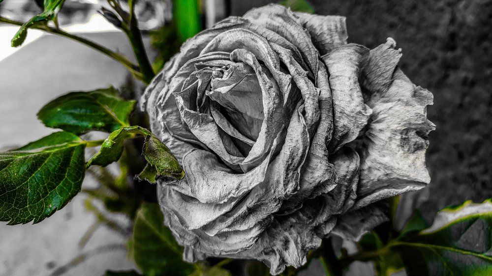 Roses