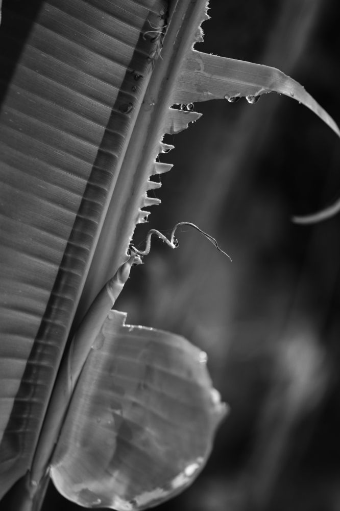 BEAUTY OF NATURAL FORM AND PATTERN