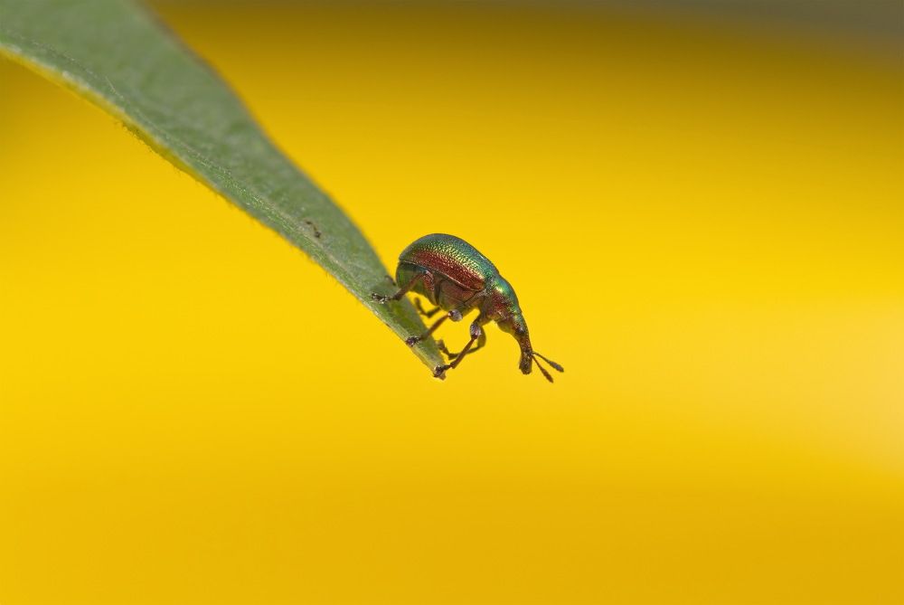 Долгоносик