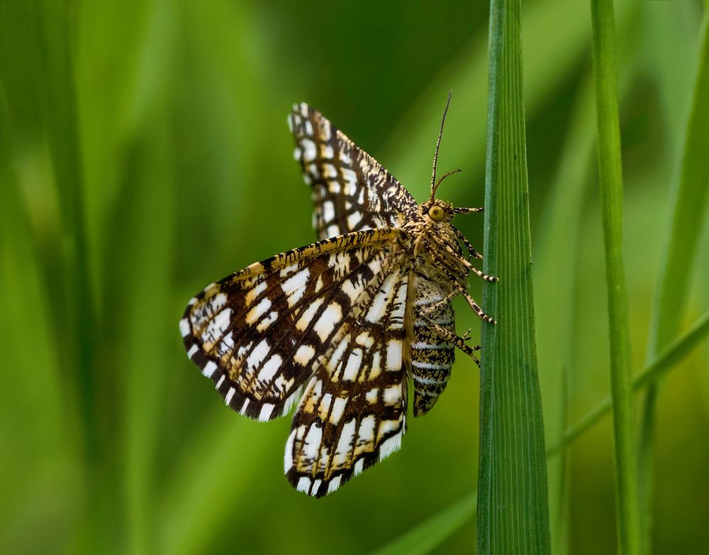 Шахматная королева
